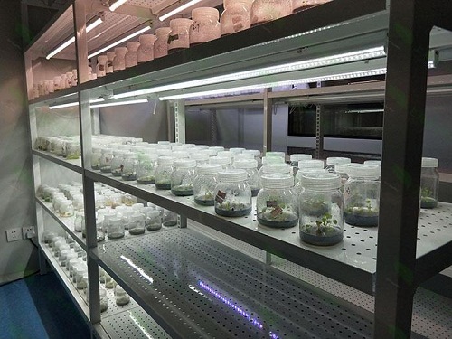 东兰植物组织培养实验室设计建设方案